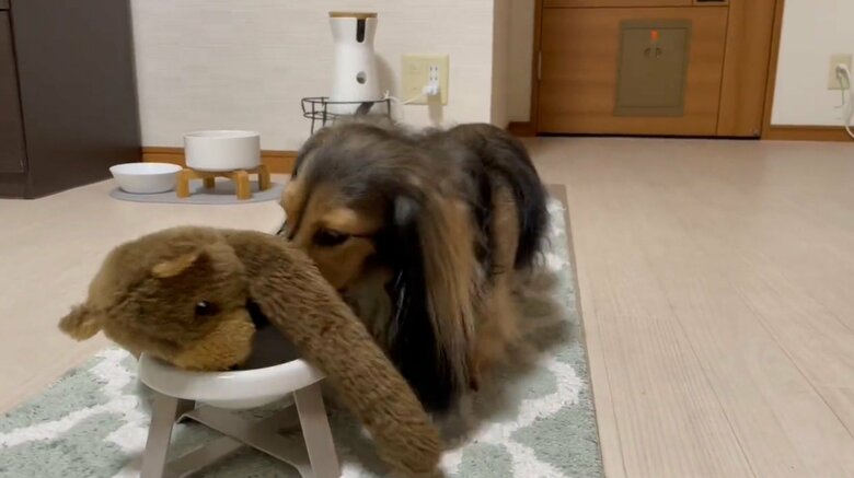 提供：るのんさん