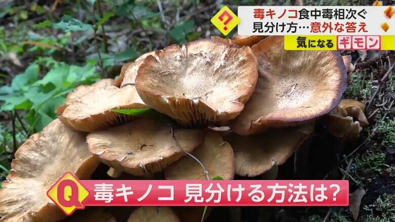 山の中に生えているキノコ。毒キノコかどうかを簡単に見分ける方法はない