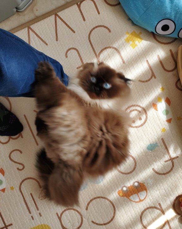 提供：ねぎまるさん