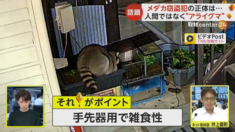 器用な手先で水槽の中を物色するアライグマ