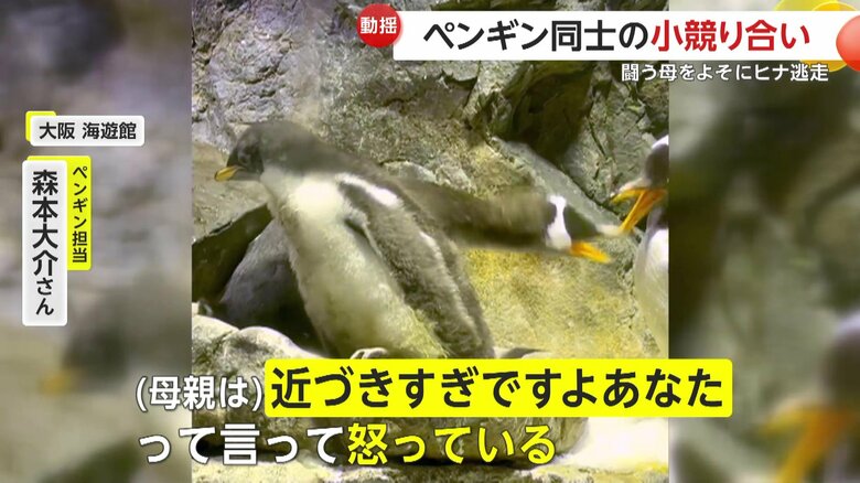 ヒナの後ろでけんかしている2匹のペンギン（映像提供：大阪 海遊館）