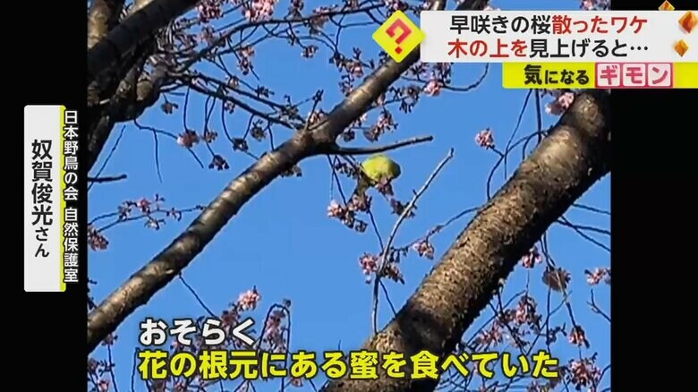 花の根元にある蜜を食べていたと見られるインコ