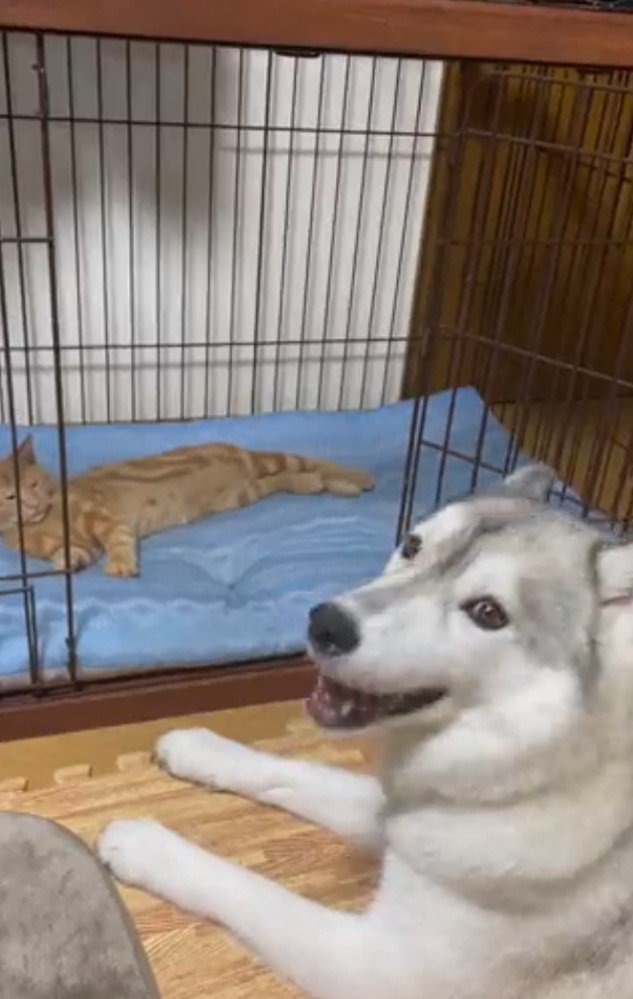 レンくんにハウスを占領されてしまったユキちゃん