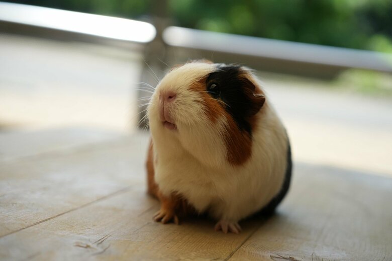 画像提供：公益財団法人東京動物園協会