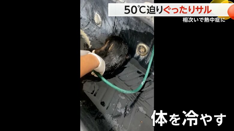 “熱中症”のサルに体を冷やすなどの処置