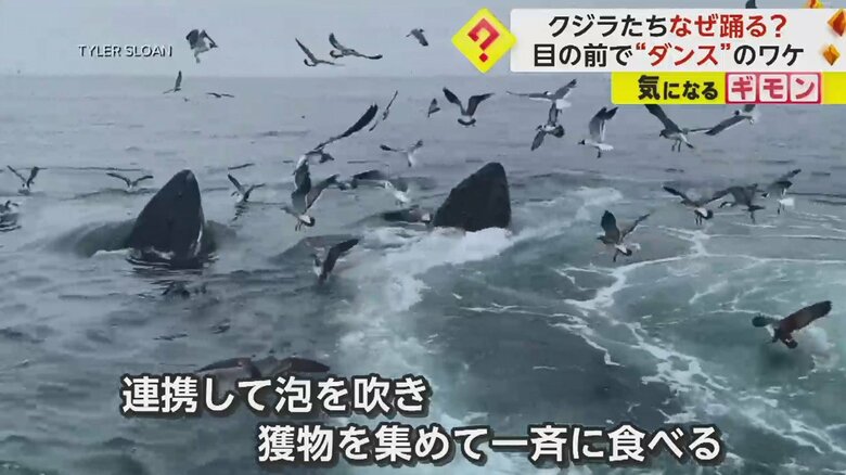 動画撮影者によると、クジラは10頭以上いたという