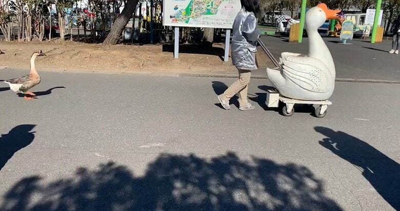 クワーと鳴き声を上げるシナガチョウが登場する