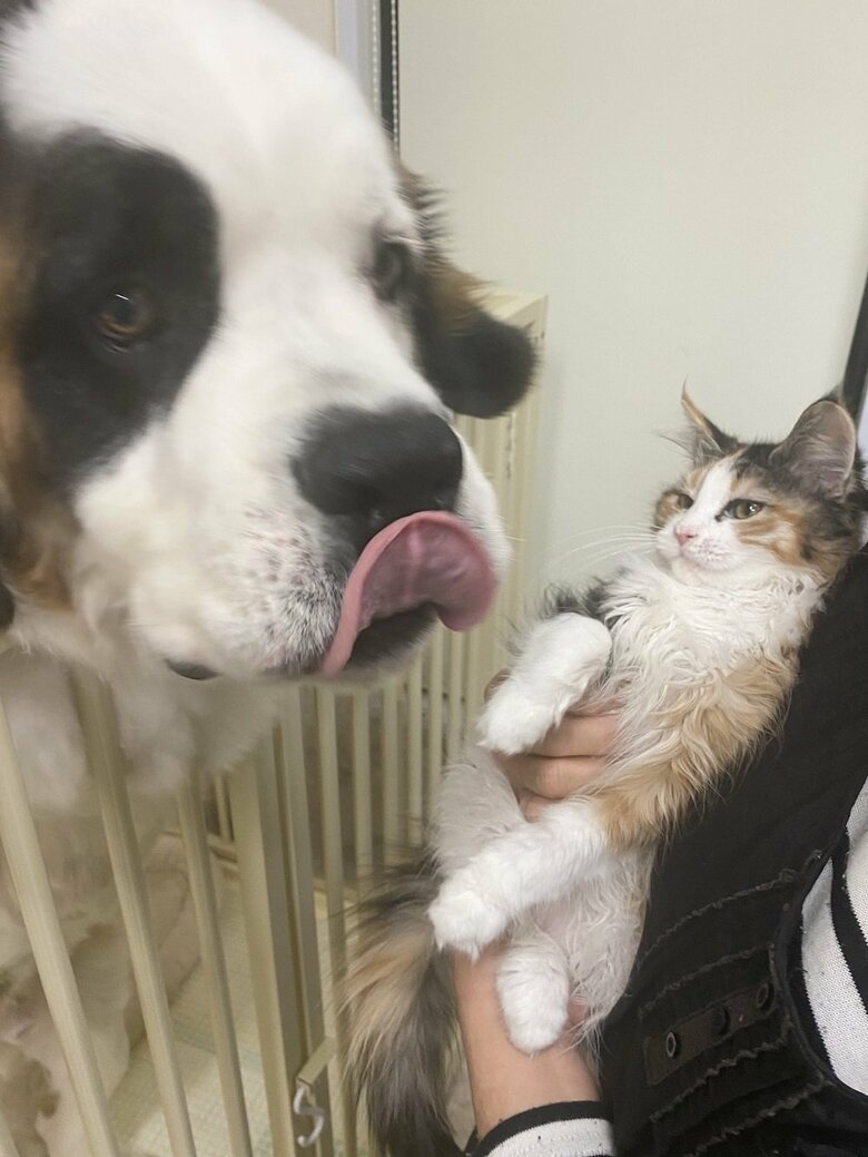 グランくんにべっちょりなめられたノエルちゃん