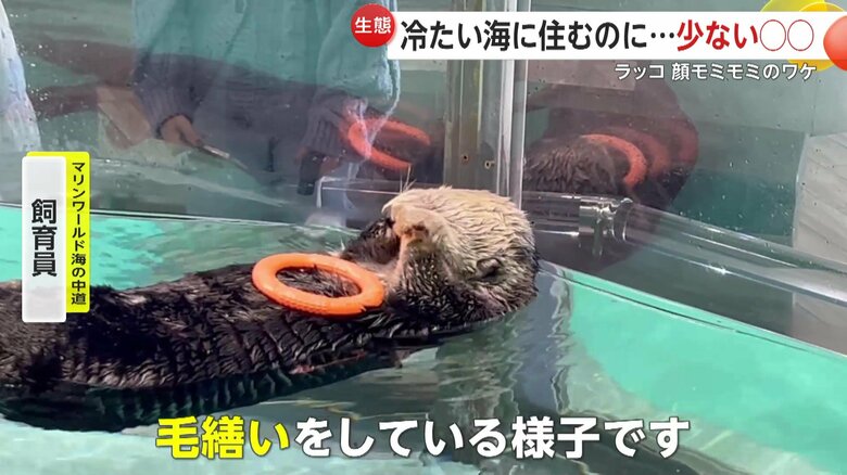 ラッコのマッサージのような動きは「グルーミング」という行動だという