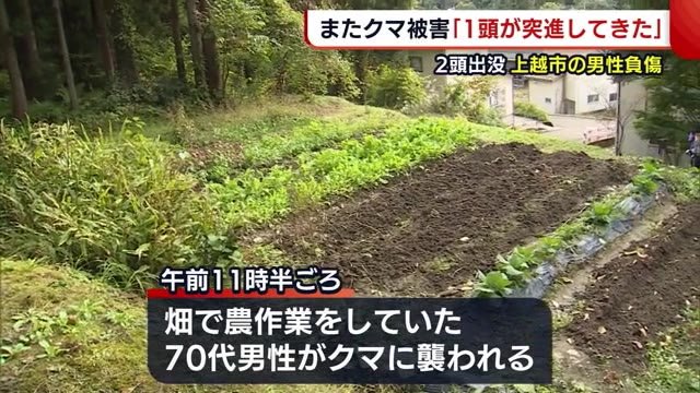 新潟でまたクマ被害 「2頭のうち1頭が突進してきた」 上越市清里区で70代男性が負傷