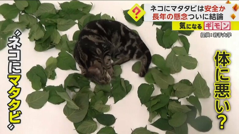 「体に悪いのでは？」と心配になるほど、大好物のマタタビに酔っ払うネコ