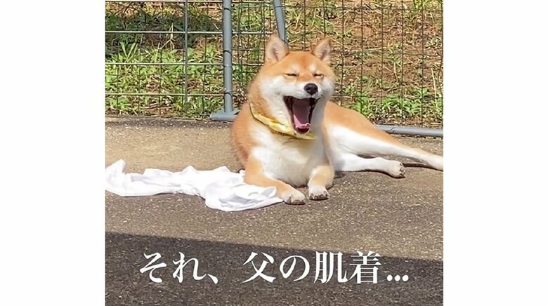 お父さんの肌着を上でひなたぼっこ　あくびをする「むぎちゃん」　