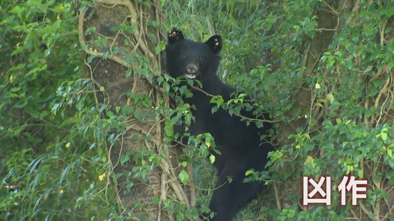 ブナは凶作の恐れ。秋の調査結果が気になる