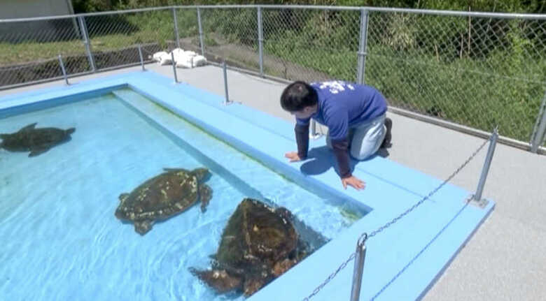 ウミガメの様子をうかがう廃校水族館・若月元樹館長