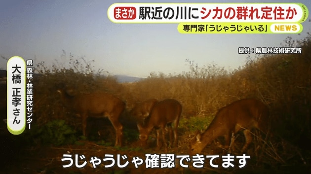 センサーカメラが捉えたシカの群れ