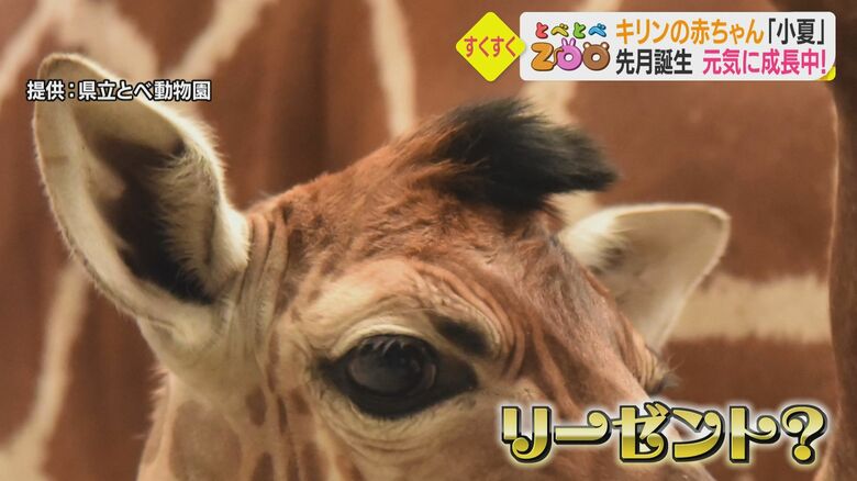 キリンは角が内側・前側を向いた状態で生まれる　ふさふさの毛はまるで…