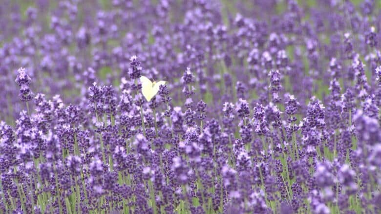 「幌見峠ラベンダー園」