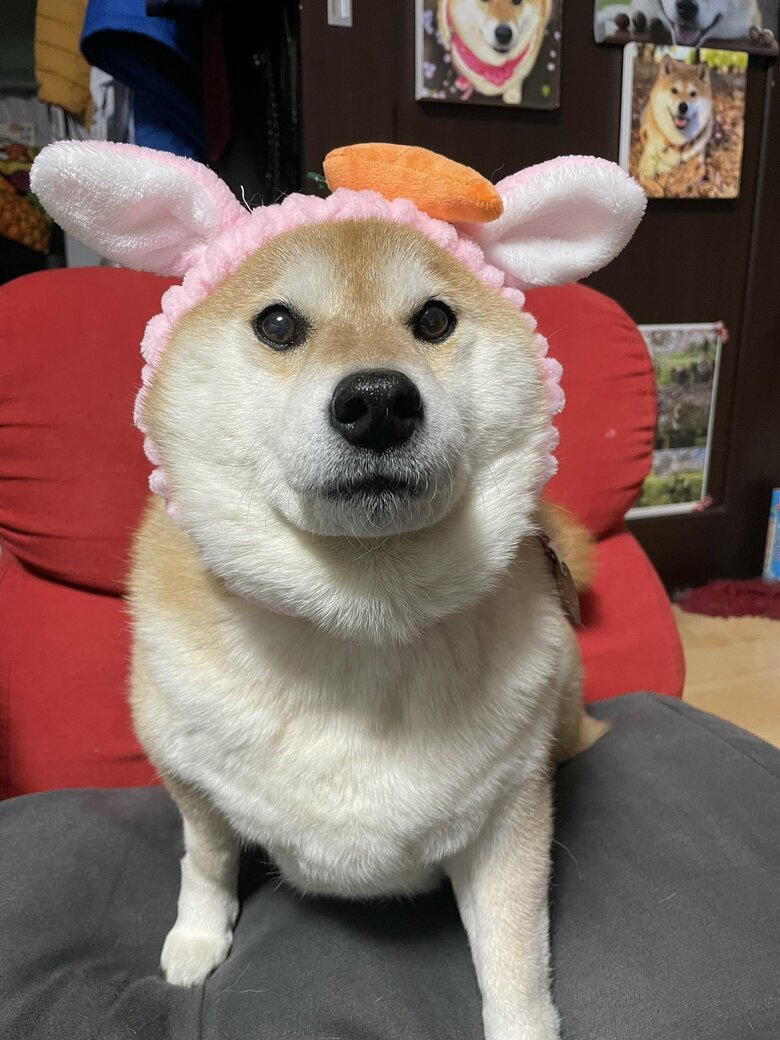 画像提供：柴犬ハナさん