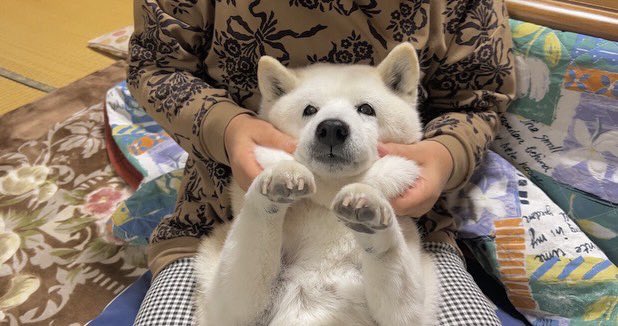 提供：しばわんこ生活さん