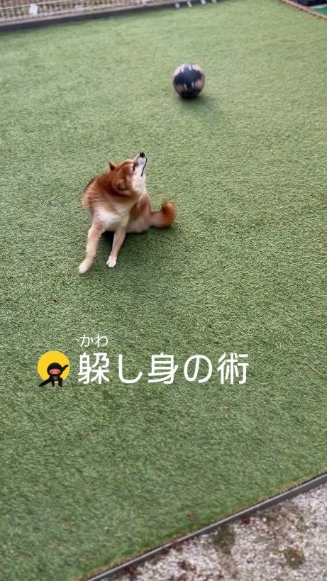 提供：Nerushibaさん