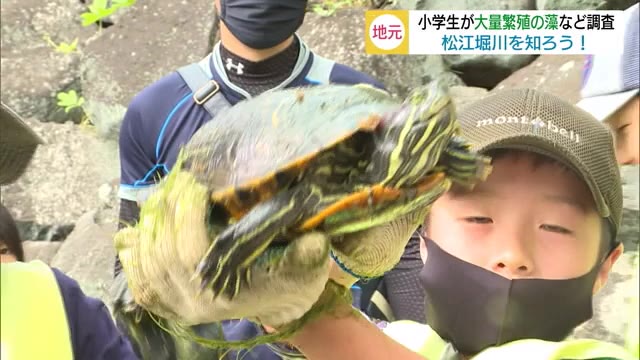 松江城のお堀で小学生が生態調査(島根・松江市)