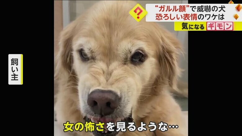 守るべき物や、独り占めしたい物があると、ガルル顔になるルーシーちゃん