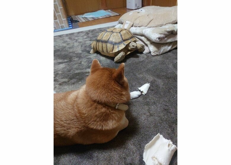 あおちゃんとリクガメのはなちゃん（提供：あおとはなさん）