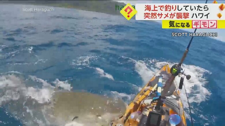カヤックを巨大なイタチザメが襲撃する瞬間の様子⑧