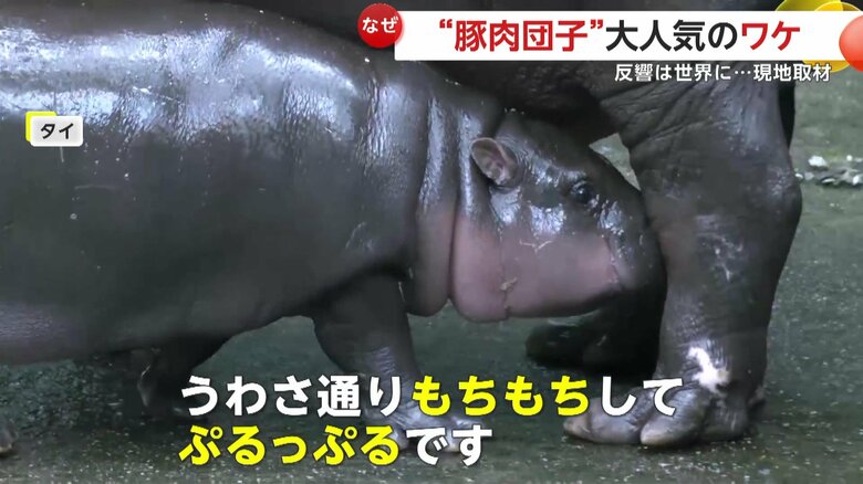 コビトカバのムーデンが母親に寄り添う様子