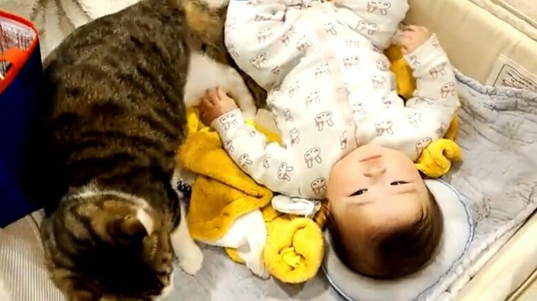 起き上がり、隣に移動する猫