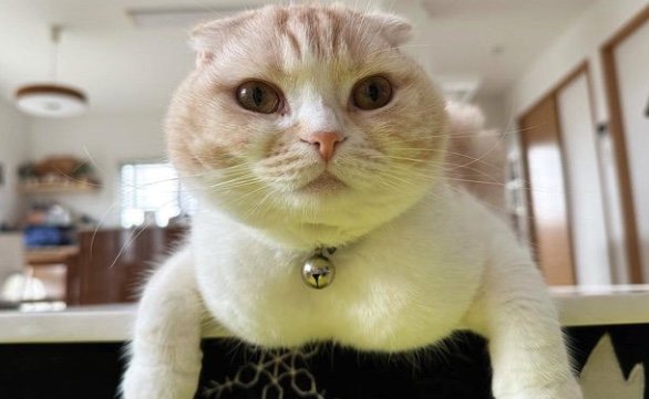 提供：犬と猫の親バカ日記さん