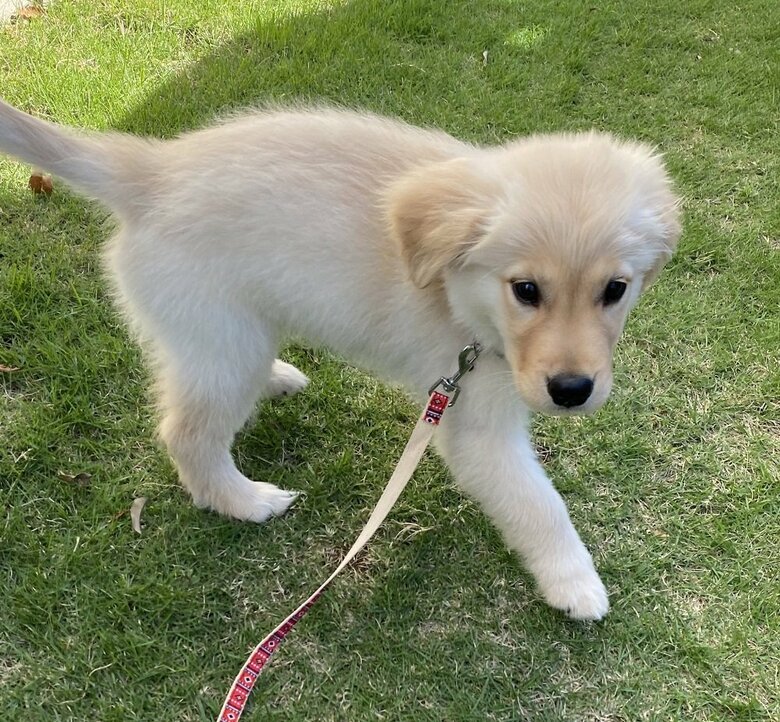 初めてお庭に出たときの様子　緊張している