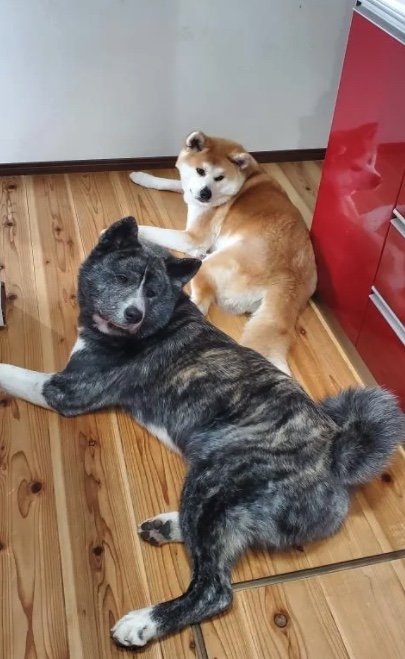 仲良し姉弟（提供：秋田犬 杏(あん)と蓮(れん)さん）