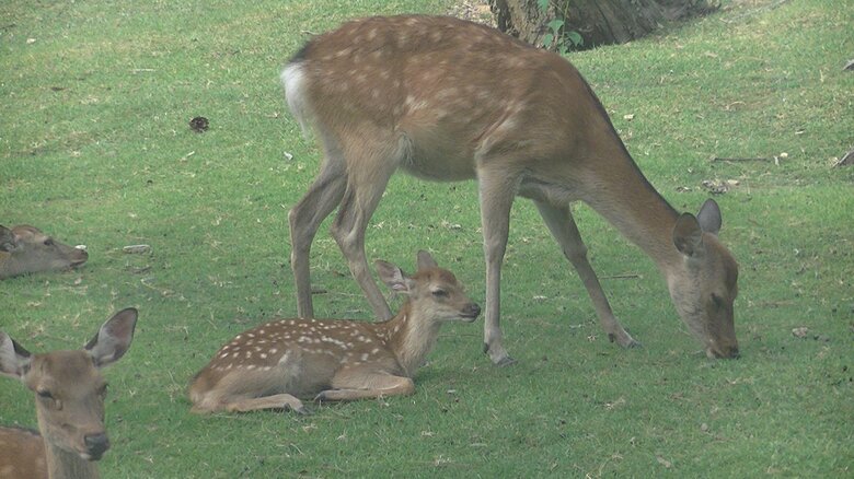 奈良公園周辺の二ホンジカ（提供：奈良⼥⼦⼤学・遊佐陽⼀教授）