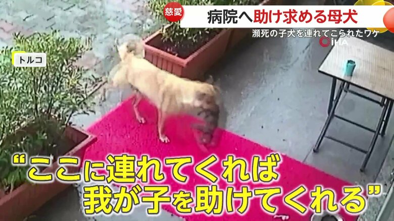 以前助けられた記憶から病院を頼った母犬（IHA）