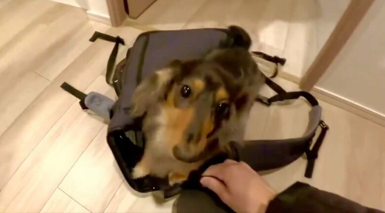 お出かけ前、バッグを見て大はしゃぎのこうちゃん