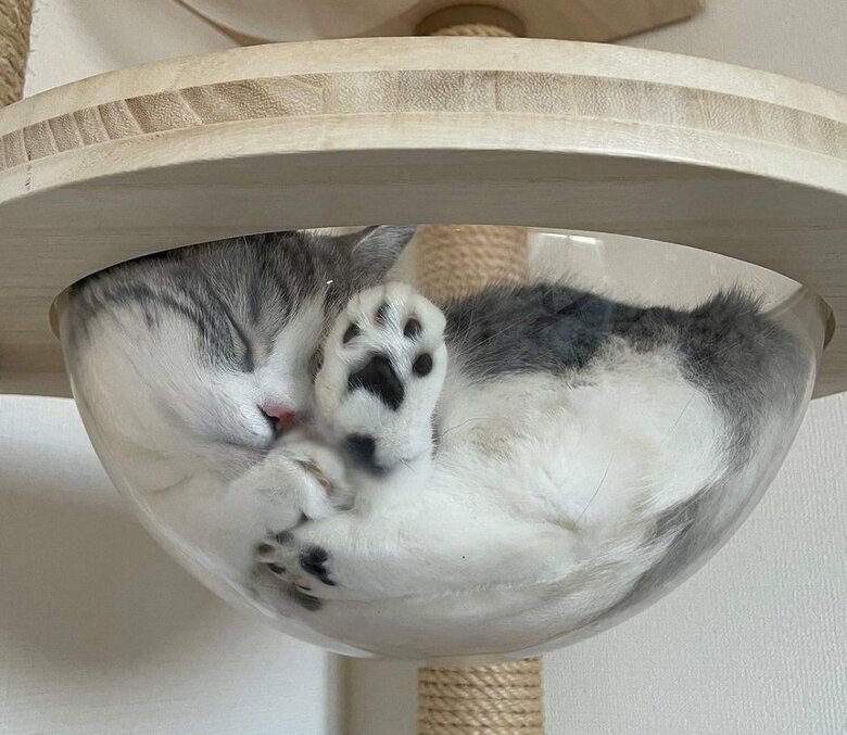 透明ボウルの中