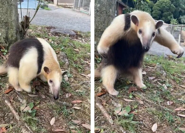 威嚇するため立ち上がるイフちゃん（提供：伊豆アニマルキングダム）