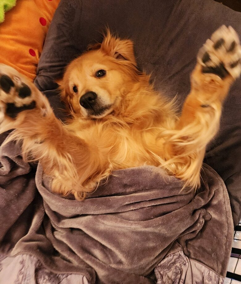 提供：Charlotte@ゴールデンレトリバーさん