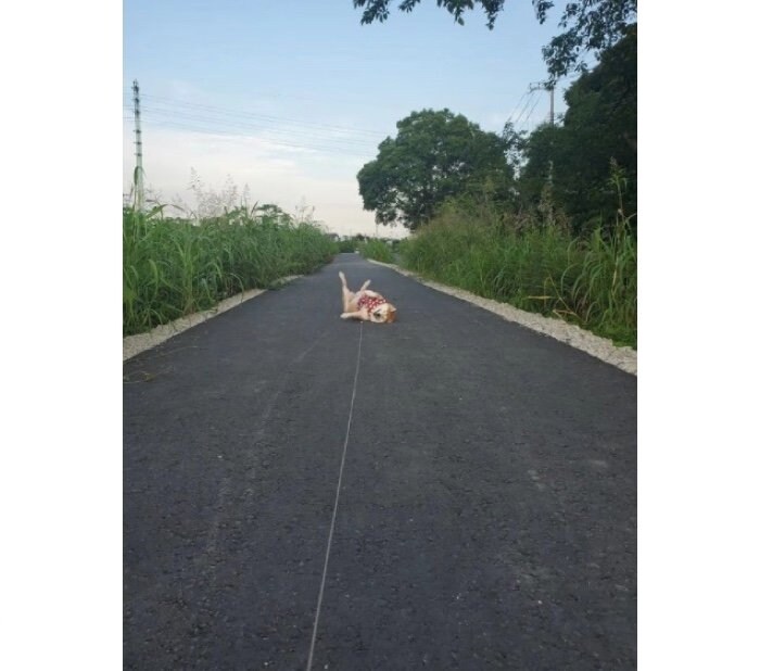 提供：柴犬ななさん
