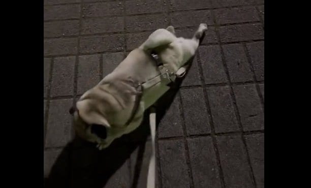 “ほふく前進”で移動する横綱ちゃん