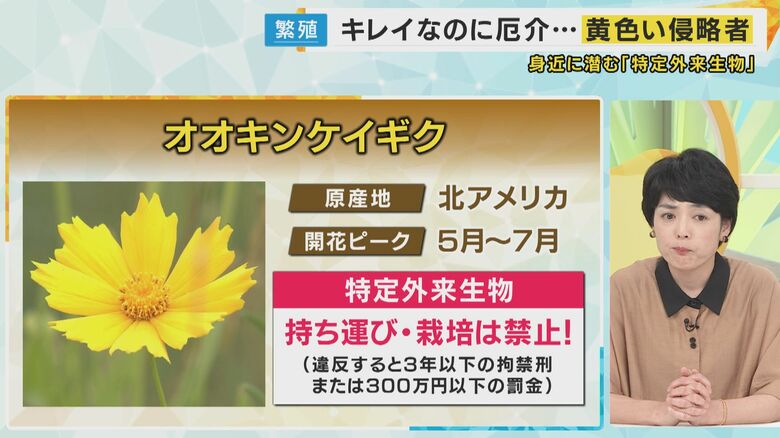 関西テレビ 加藤さゆり報道デスク