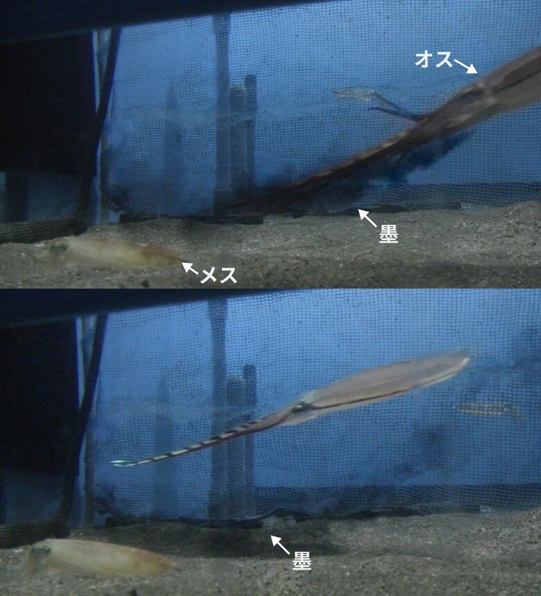 エゾハリイカの求愛ディスプレイ（提供：東京大学大気海洋研究所 岩田容子准教授）