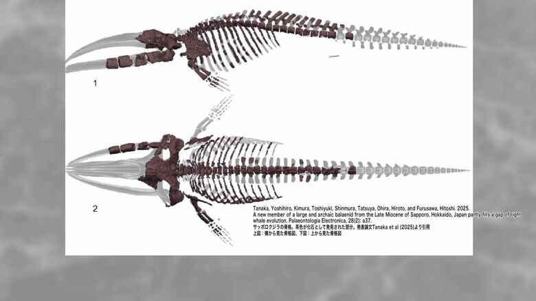 目や耳などの骨の形状が他のセミクジラとは異なっていた