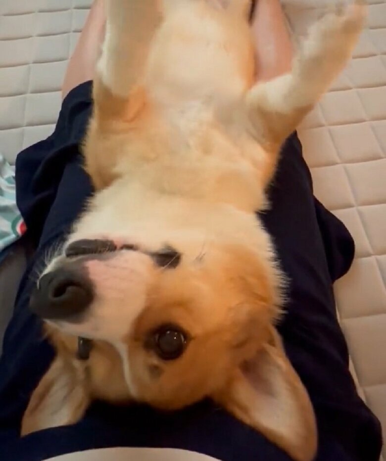 おなかを見せる無防備な体勢からは、大吉くんの飼い主さんへの信頼が伝わる