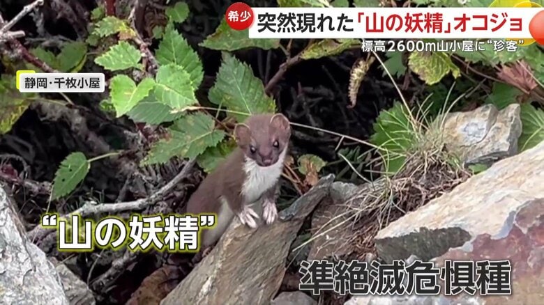 “山の妖精“ともいわれ、準絶滅危惧種にも指定されているオコジョ