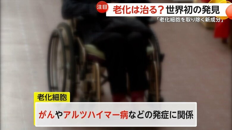 がんやアルツハイマー病などの発症に関係している老化細胞