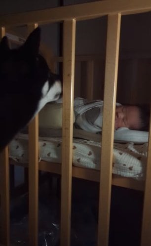 暗くなった部屋でも見守りを続ける天すけくん