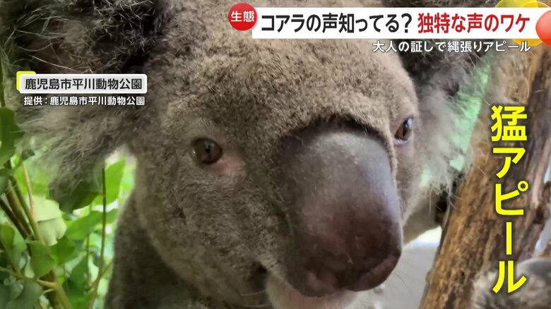 ブイブイ言わせているライトくん