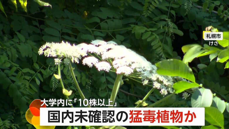 北海道大学構内で見つかった猛毒植物ジャイアント・ホグウィードとみられる植物